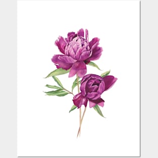 Watercolor pink peonies Posters and Art